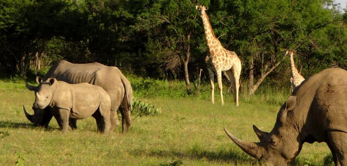 Safari & Yoga en lodge de luxe en Afrique du Sud