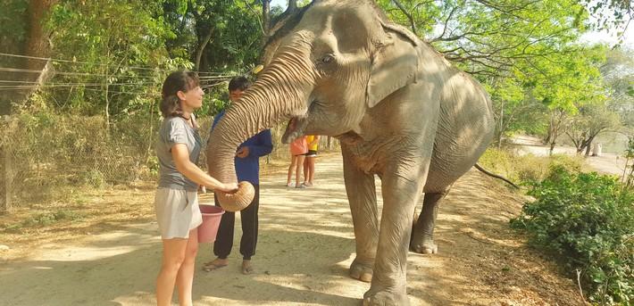 Séjour éco-participatif auprès des éléphants de Thaïlande